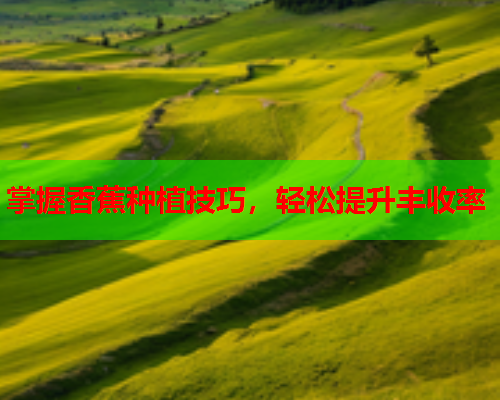 掌握香蕉种植技巧，轻松提升丰收率
